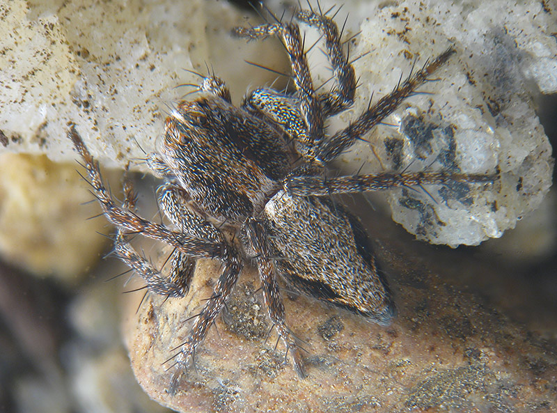 Philodromidae? No ,Oxyopes cfr. ramosus -  Palude Brabbia (VA)